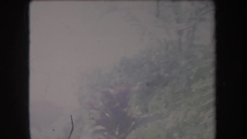 1969 Hawaii 8mm frame with a hazy low-angle view of foliage and a faint building edge, bordered by visible film gate.
