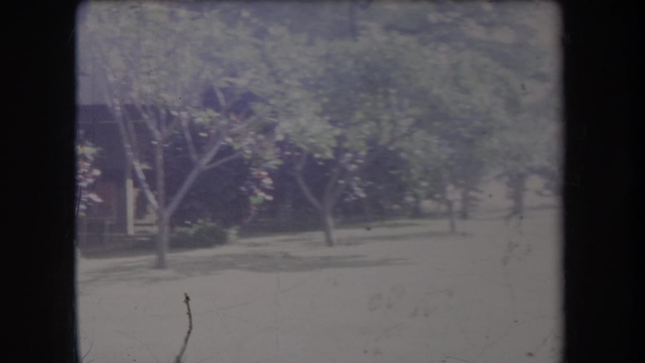 Hawaii 1969 home-movie frame showing a sunlit residential yard with trees, lawn, and a house partly obscured by plants.