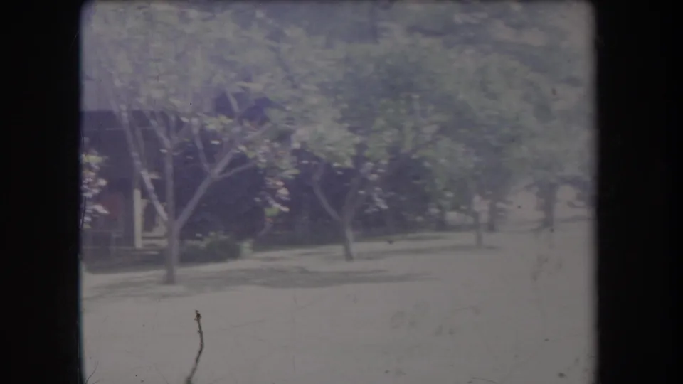 Hawaii 1969 home-movie frame showing a sunlit residential yard with trees, lawn, and a house partly obscured by plants.
