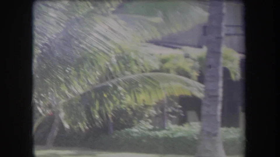 Hawaii 1969 frame showing palm fronds, a palm trunk, hedges, and a partially hidden residential exterior in soft 8mm color.