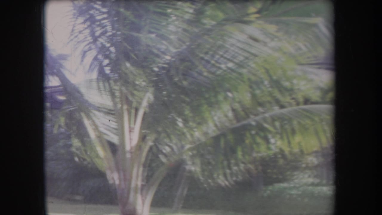 1969 Hawaii home-movie frame showing a palm tree and lush garden foliage in windy conditions.