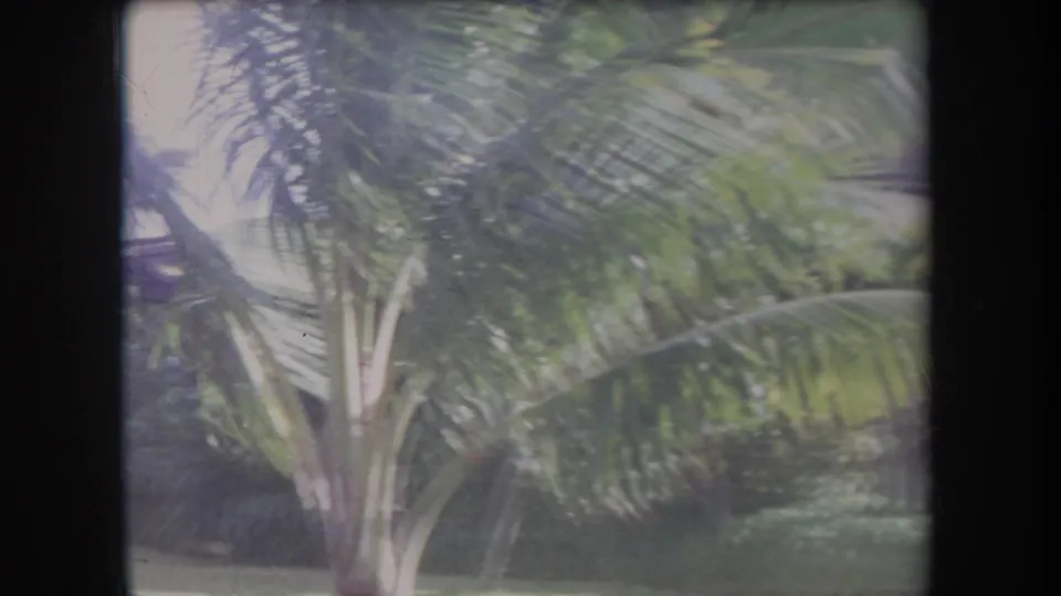 1969 Hawaii home-movie frame showing a palm tree and lush garden foliage in windy conditions.
