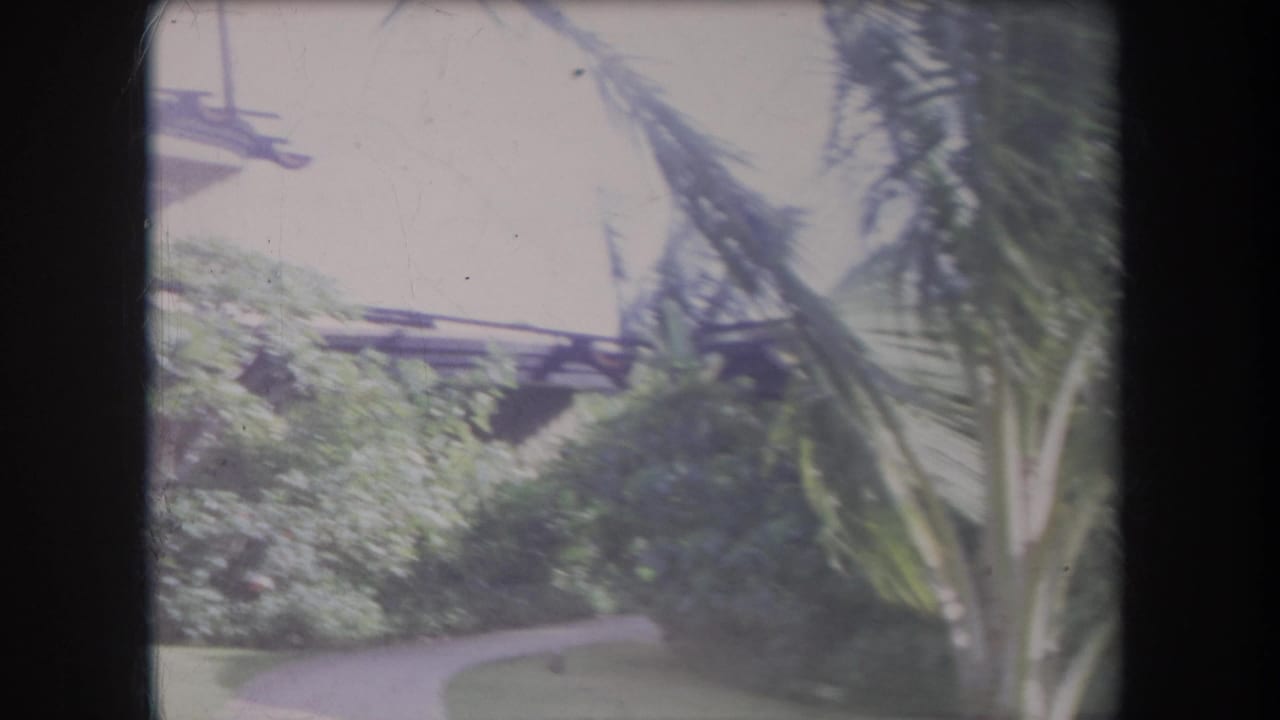 Curving path bordered by palms and dense tropical plants.