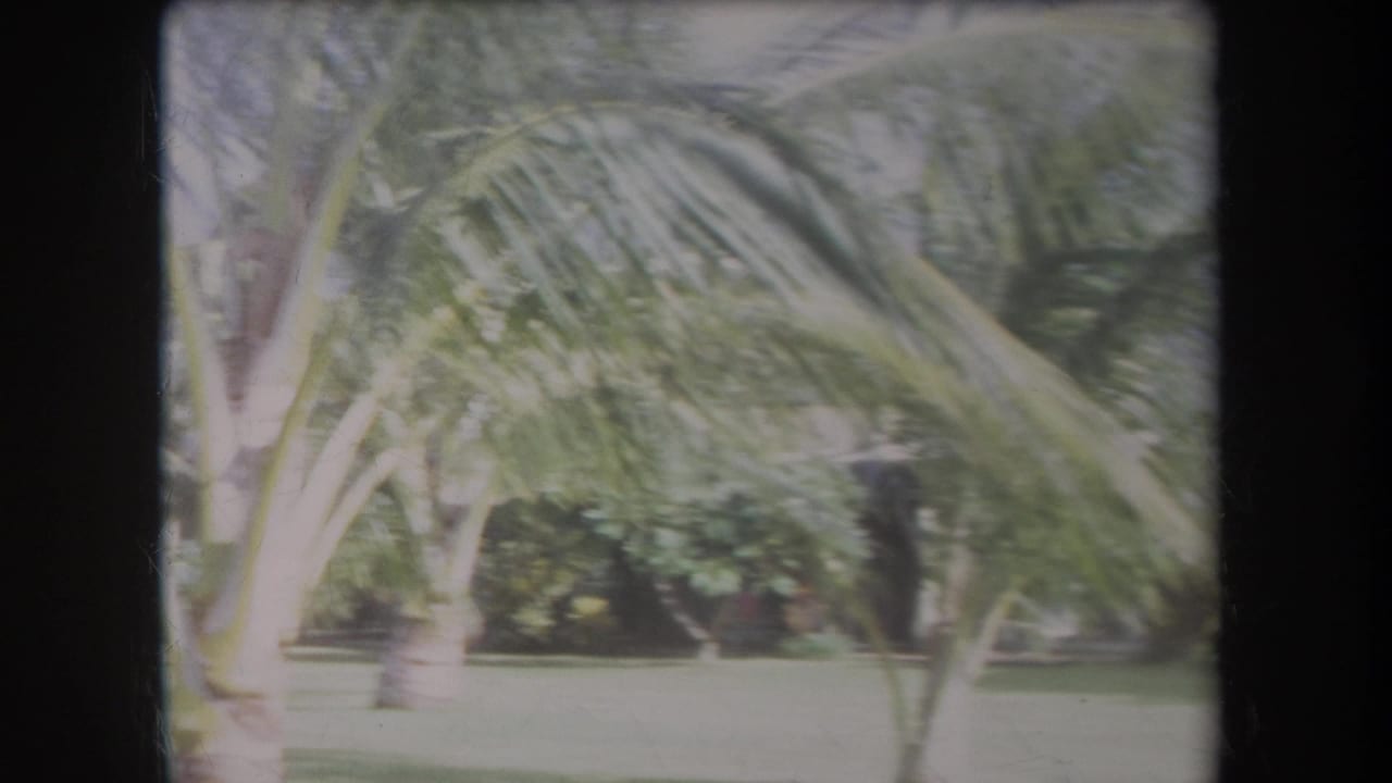Palm trees and lawn with dense greenery in the background.