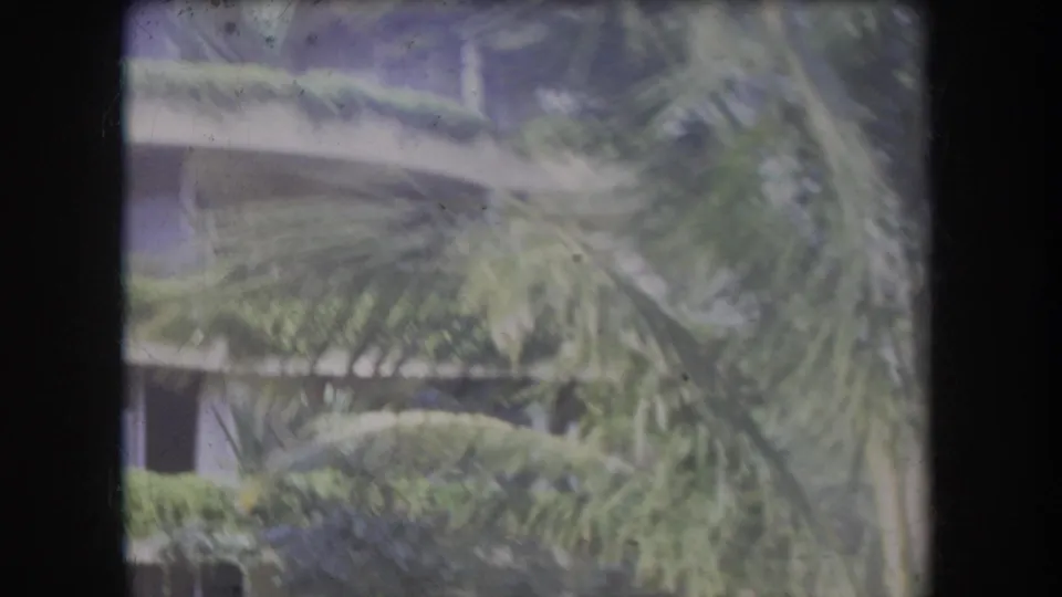 1969 Hawaii frame with palm fronds filling the foreground and a shaded apartment exterior behind dense hedges.
