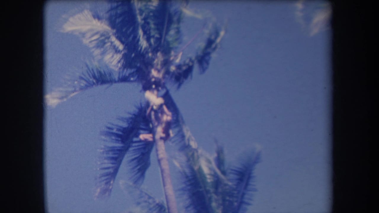1969 Hawaii 8mm frame showing a small person near the top of a palm tree under a bright blue sky.