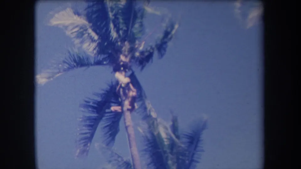 1969 Hawaii 8mm frame showing a small person near the top of a palm tree under a bright blue sky.