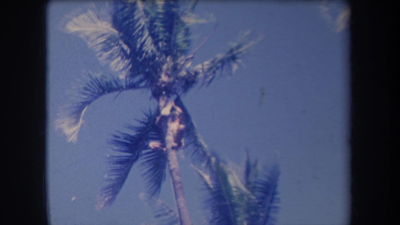1969 Hawaii home-movie frame with a person partly obscured by palm fronds near the top of the tree.