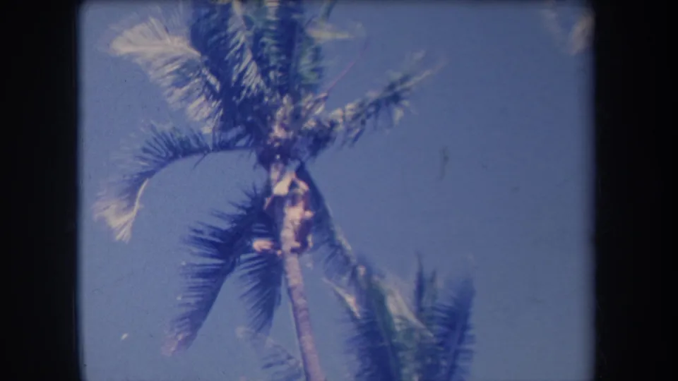 1969 Hawaii home-movie frame with a person partly obscured by palm fronds near the top of the tree.