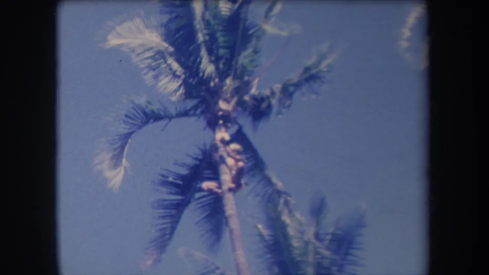 Soft 8mm frame from Hawaii in 1969 showing a figure high in a palm tree among windblown fronds.