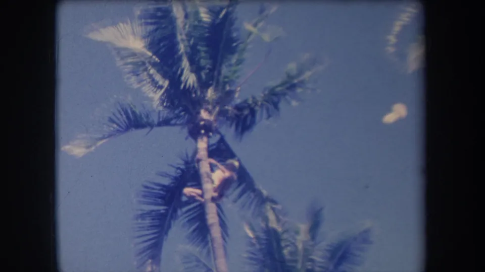 1969 Hawaii 8mm frame showing a small person near palm fronds, with a light garment visible in the tree.