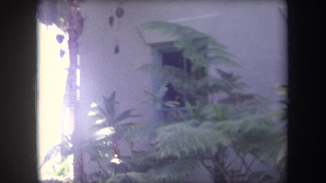 Soft 8mm view of tropical plants beside a pale stucco exterior.