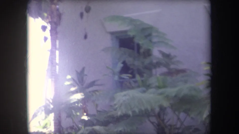 1969 Hawaii home-movie frame showing leafy tropical plants near a pale stucco building exterior in soft focus.