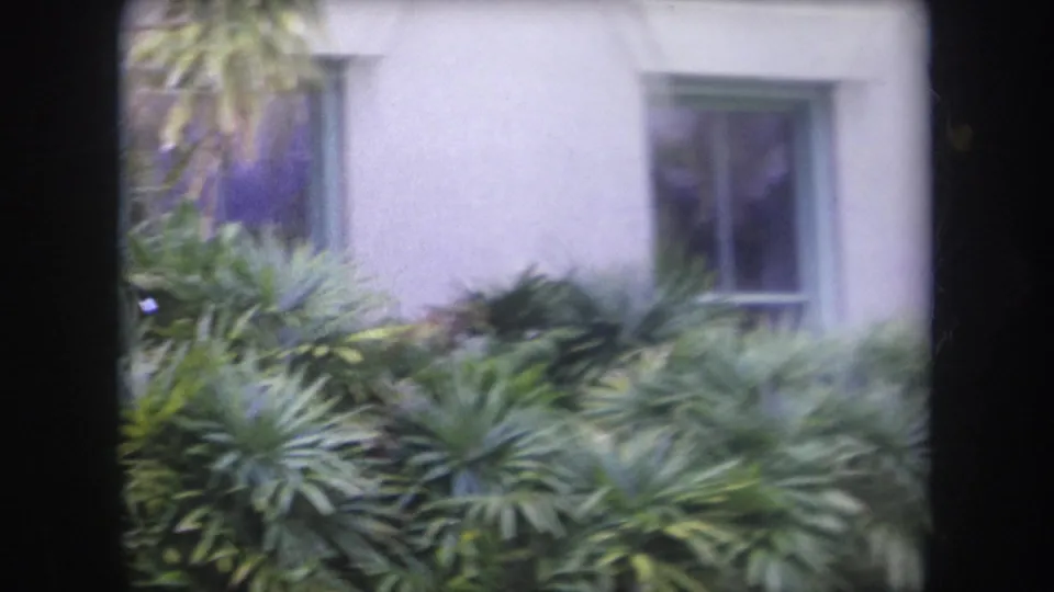1969 Hawaii home-movie frame showing a white stucco wall, window, and layered tropical foliage outside a residence.