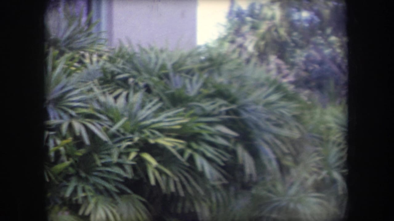 Palm fronds and dense garden foliage partly obscure a pale stucco building.