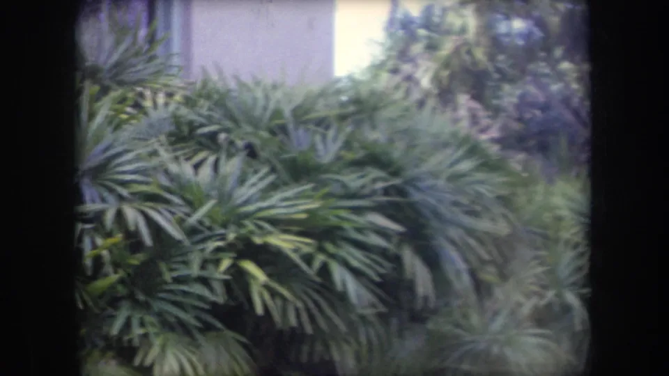 1969 Hawaii 8mm frame showing lush palm fronds and shrubs in front of a pale stucco building.