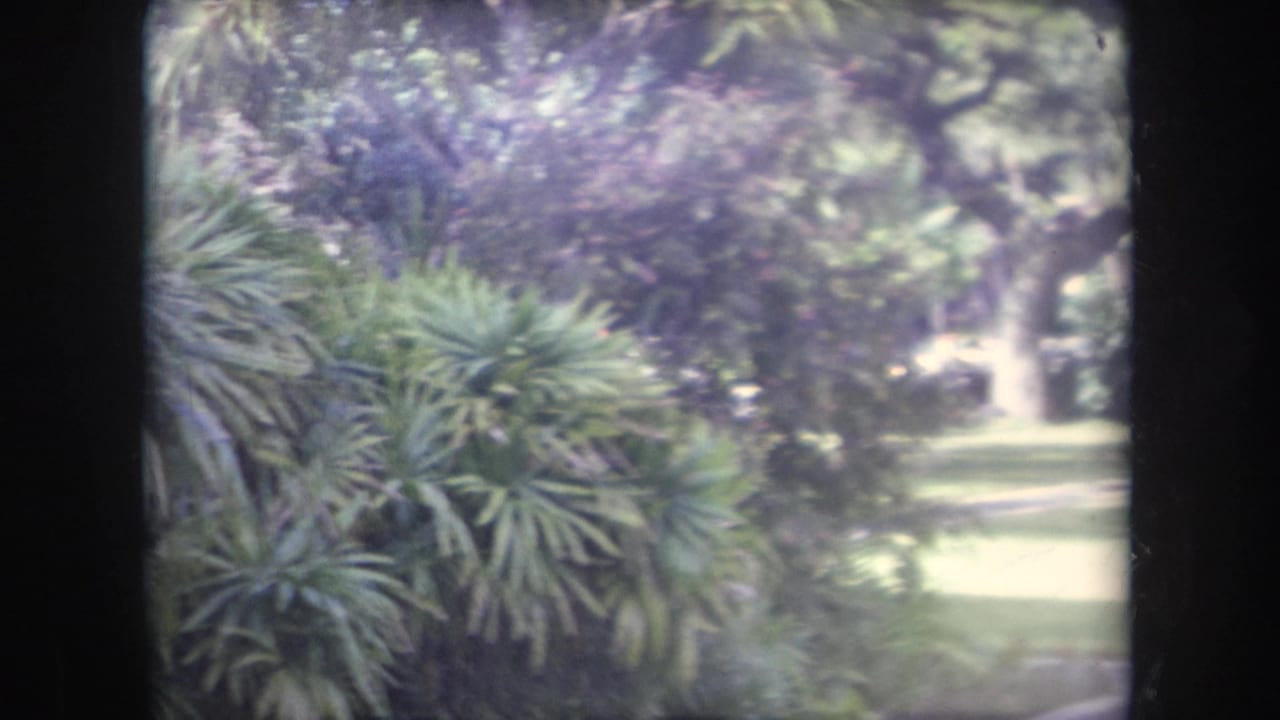 Tropical palms and shrubs line a shaded garden with a bright lawn beyond.