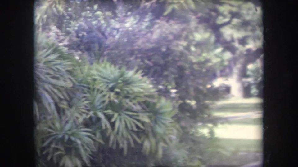 1969 Hawaii 8mm frame of landscaped tropical greenery, palms, and a sunlit lawn area.