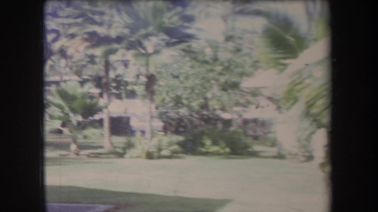 1969 Hawaii home-movie frame showing a bright tropical lawn, palm trees, and dense garden foliage with soft 8mm exposure.