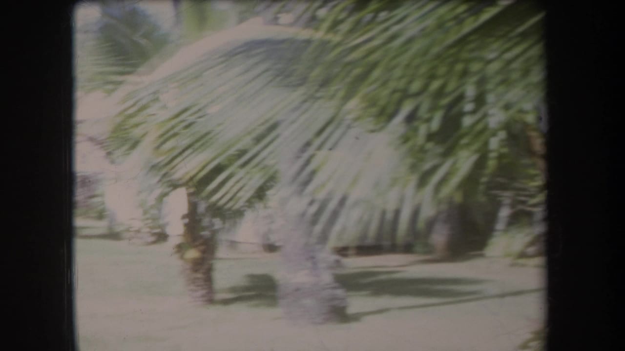Large palm fronds fill the foreground over a bright tropical lawn.