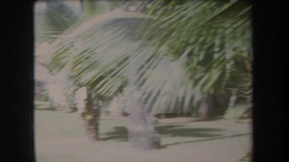 1969 Hawaii travel footage frame with palm fronds crossing the view and a bright landscaped area behind them.