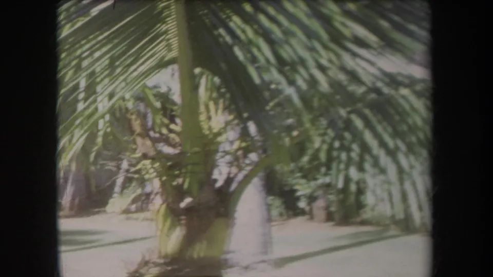 1969 Hawaii home-movie frame showing a palm trunk and sweeping fronds over a softly focused garden landscape.