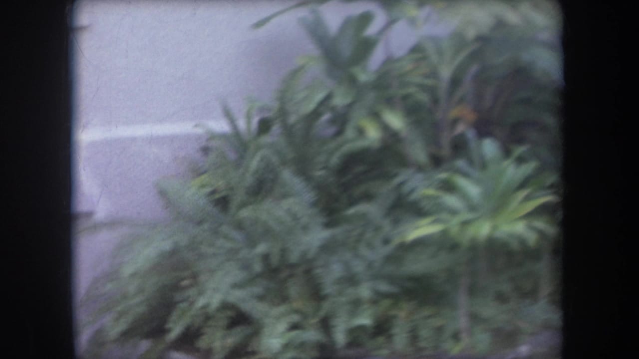 1969 Hawaii 8mm frame showing dense tropical bushes beside a light-colored house wall in soft focus.