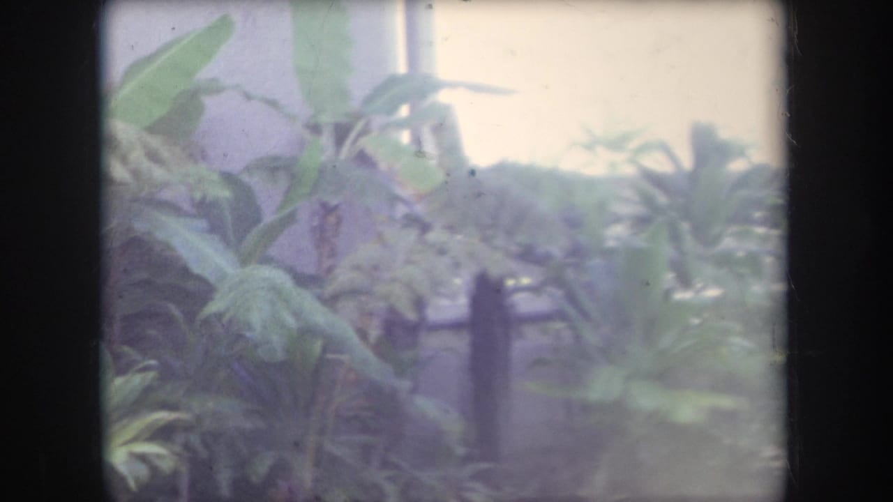 1969 Hawaii home-movie frame with broad-leaf plants, shrubs, a pale wall, and a wooden fence partly visible.