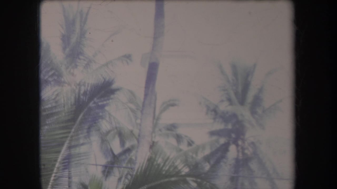 1969 Hawaii 8mm frame showing tall palm trunks and green fronds against a pale sky.