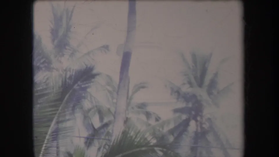 1969 Hawaii 8mm frame showing tall palm trunks and green fronds against a pale sky.