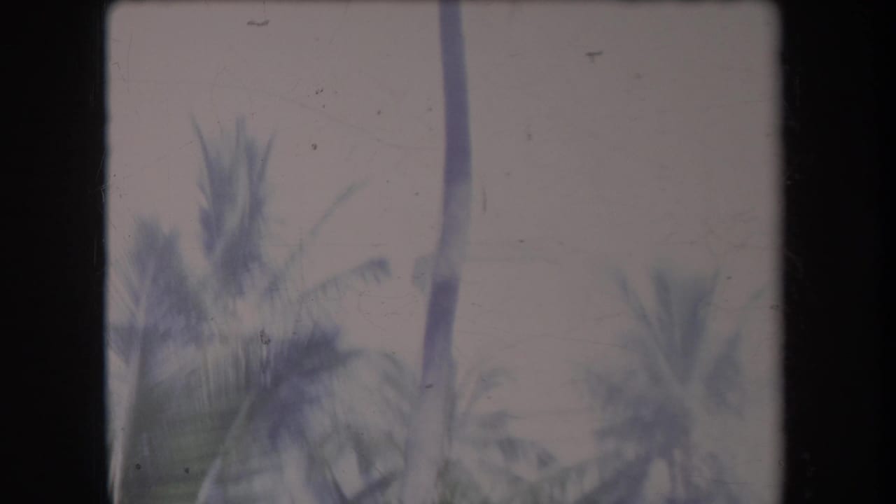 Palm crowns and slender trunks against a bright pale sky.
