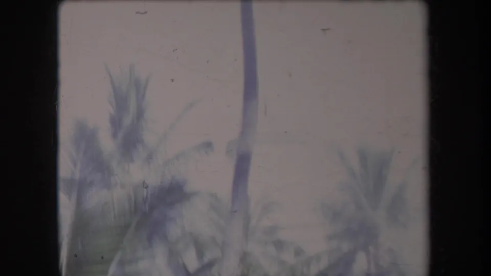 1969 Hawaii home-movie view of palm crowns and vertical trunks in soft faded color.