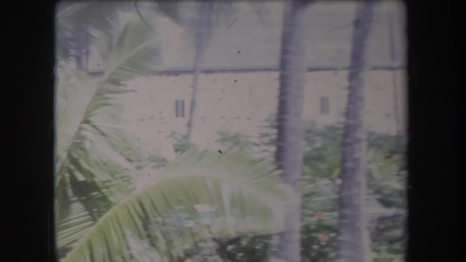 1969 Hawaii 8mm frame showing palm foliage, vertical trunks, garden planting, and a pale building beyond.