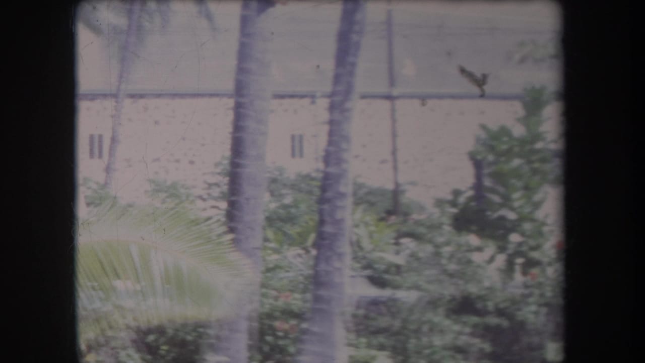 1969 Hawaii 8mm frame showing palm trees and dense tropical planting before a large pale building facade.