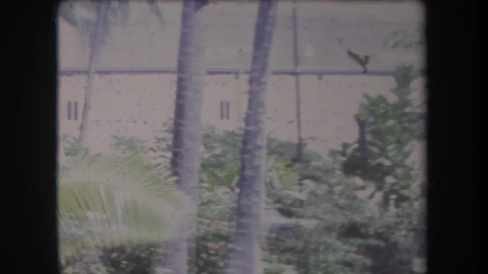 1969 Hawaii 8mm frame showing palm trees and dense tropical planting before a large pale building facade.