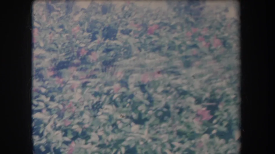 1969 Hawaii 8mm frame showing lush green tropical foliage with scattered pink flowers and visible film wear.