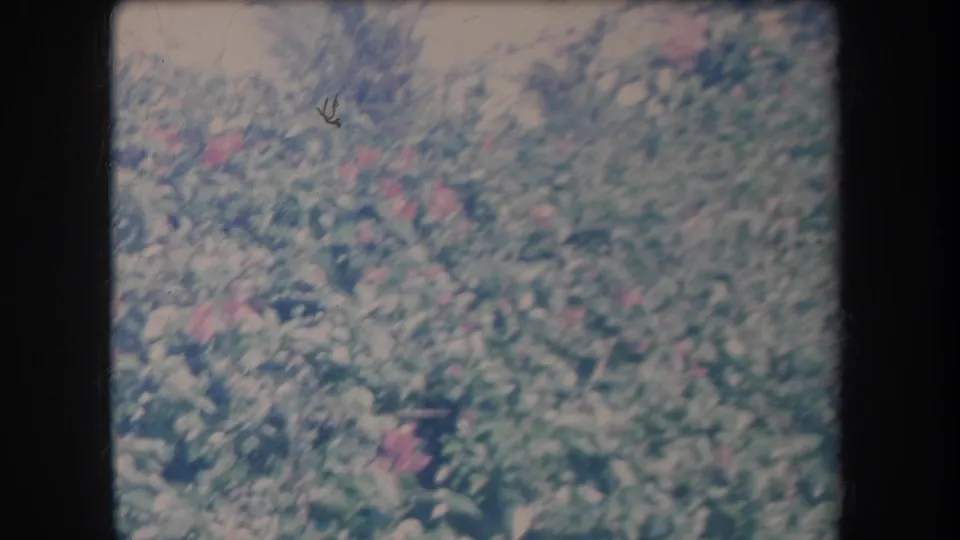Late-1960s Hawaii home-movie frame showing pink flowers and thick tropical garden foliage in soft 8mm color.