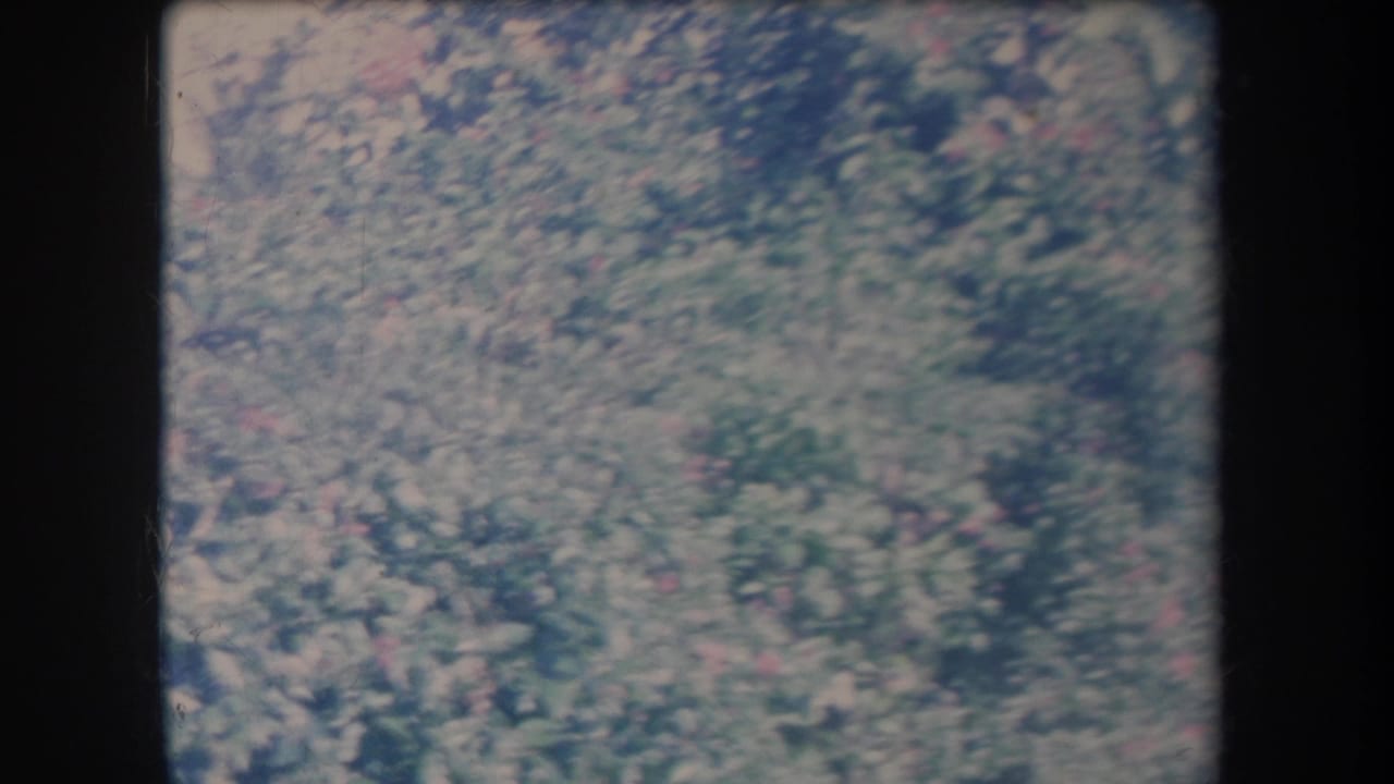 Hawaii garden foliage appears in a 1969 8mm home-movie view, with pink blossoms softened by faded color and grain.