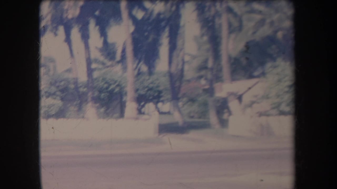Palm trees and dense greenery behind a low roadside wall and fence.