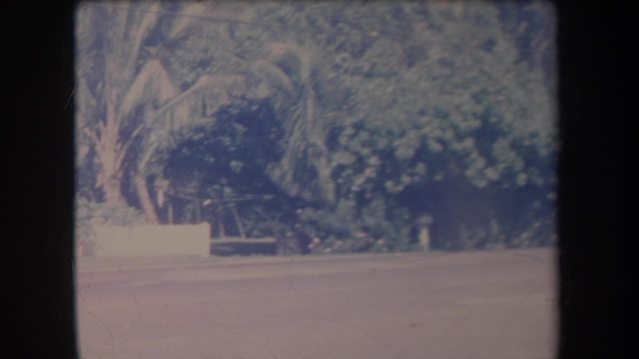 Paved road beside tropical foliage, palm trunks, and a low white roadside wall.