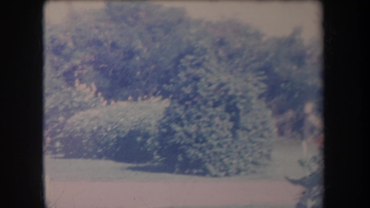 1969 Hawaii 8mm frame showing dense shrubs and trees beside a pale garden edge under bright sky.