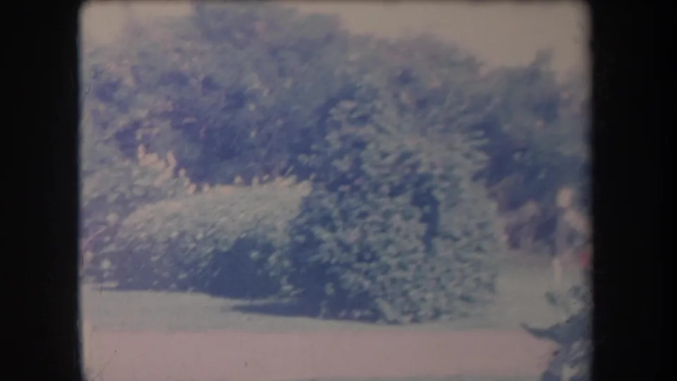 1969 Hawaii 8mm frame showing dense shrubs and trees beside a pale garden edge under bright sky.