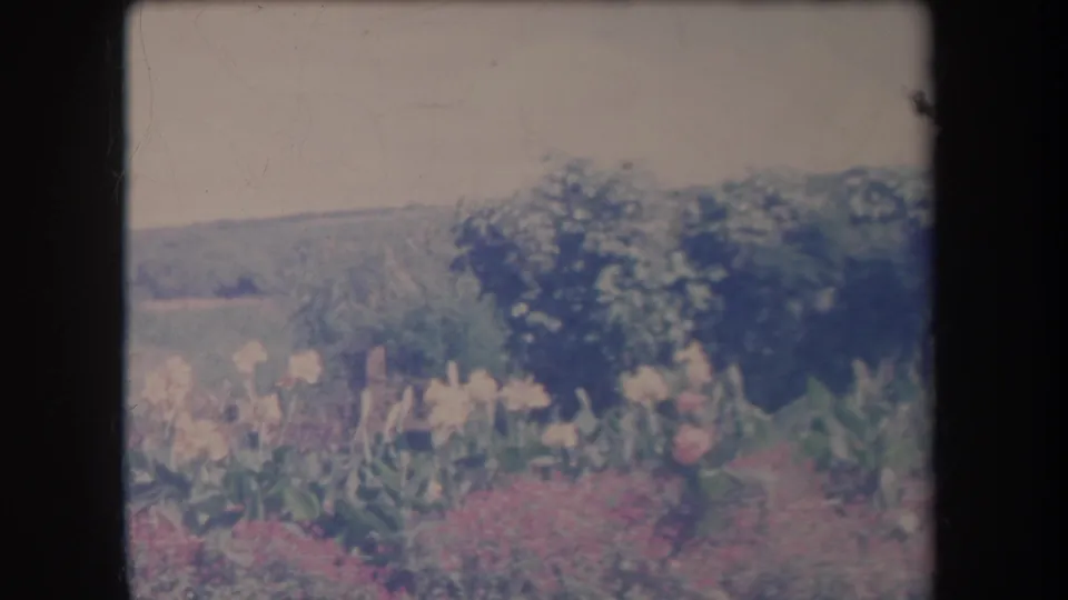 1969 Hawaii 8mm frame of garden flowers and shrubbery set before a distant hillside under a pale sky.
