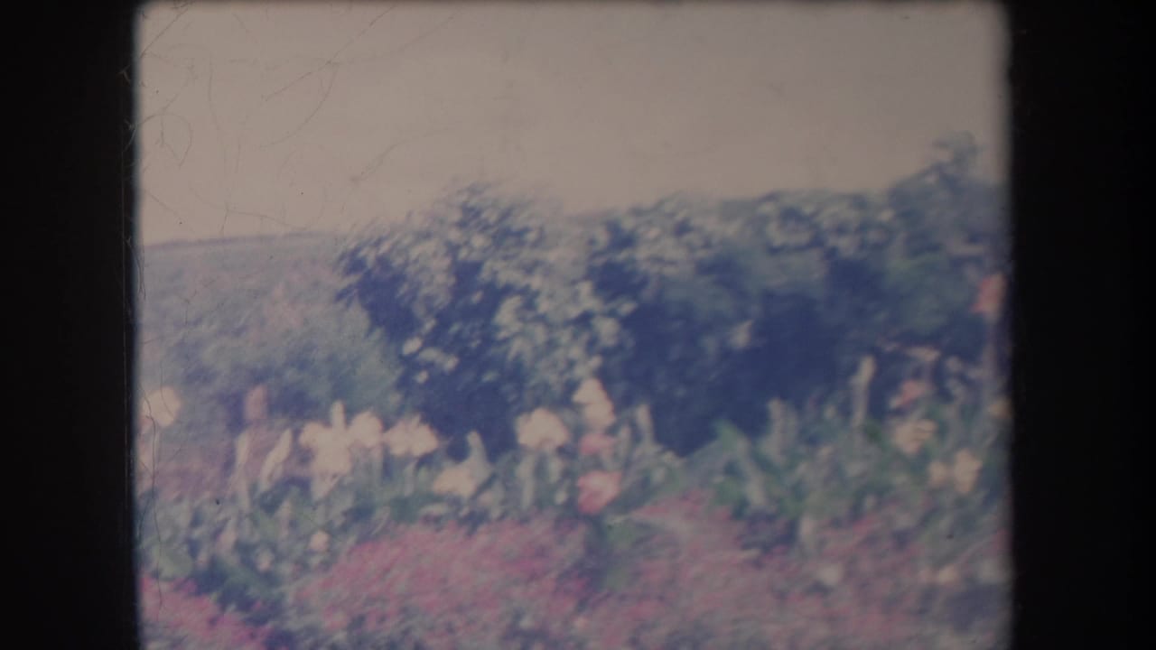 1969 Hawaii 8mm frame showing pink and white flowers in a garden foreground with green shrubs and low hills beyond.