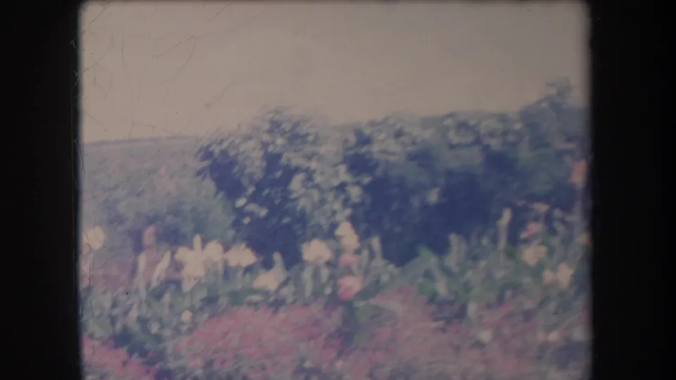 1969 Hawaii 8mm frame showing pink and white flowers in a garden foreground with green shrubs and low hills beyond.