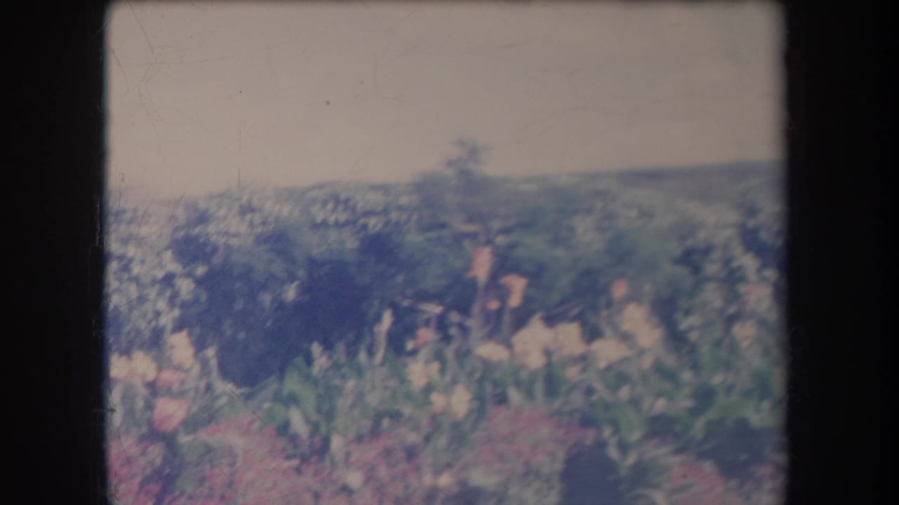 Garden flowers and dense greenery appear in soft focus with low hills in the background.