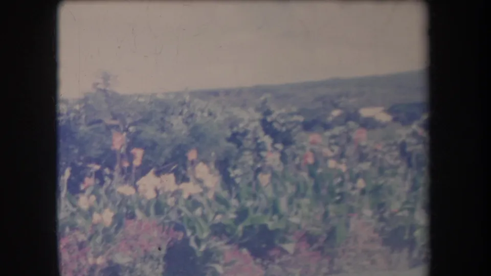 1969 Hawaii 8mm still with garden flowers in the foreground, trees and bushes behind them, and hazy hills in the distance.