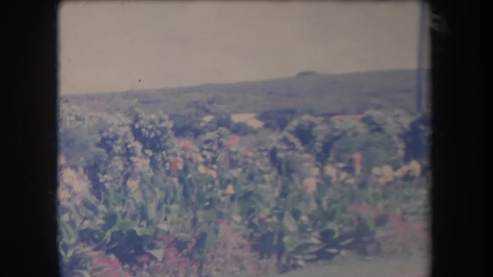 1969 Hawaii home-movie frame showing a flowering garden and open green view with hills beyond, framed by dark 8mm borders.