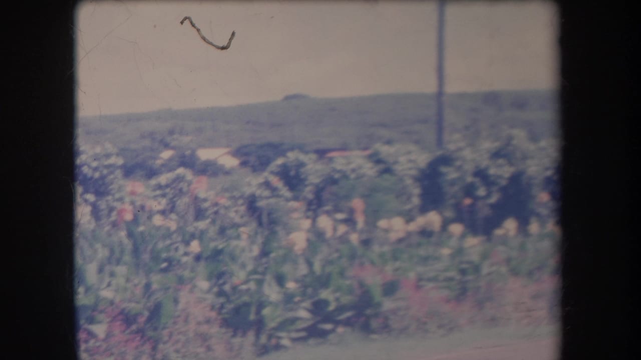 1969 Hawaii 8mm frame showing roadside flowers, green trees, a utility pole, bright sky, and low hills in the distance.