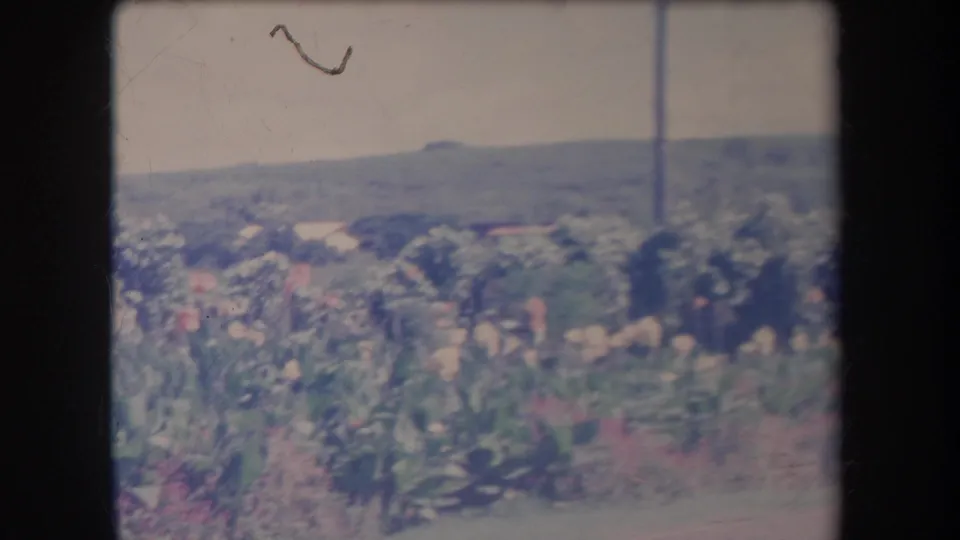 1969 Hawaii 8mm frame showing roadside flowers, green trees, a utility pole, bright sky, and low hills in the distance.